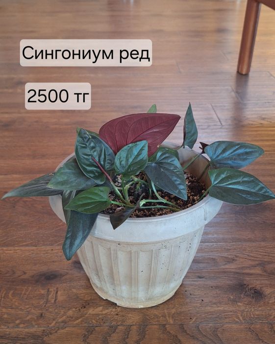 Комнатные растения