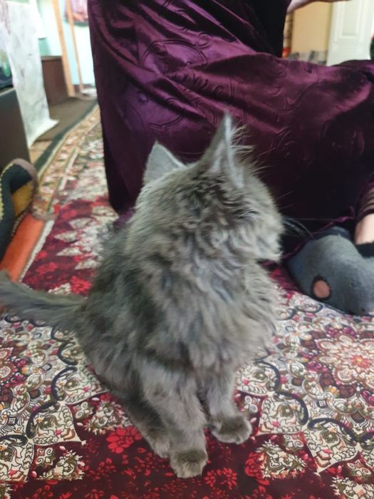 прадайотса кошка