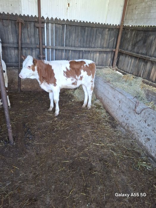 Vand vitele bălțate