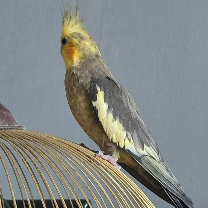 Продам готовую пару попугаев корелл