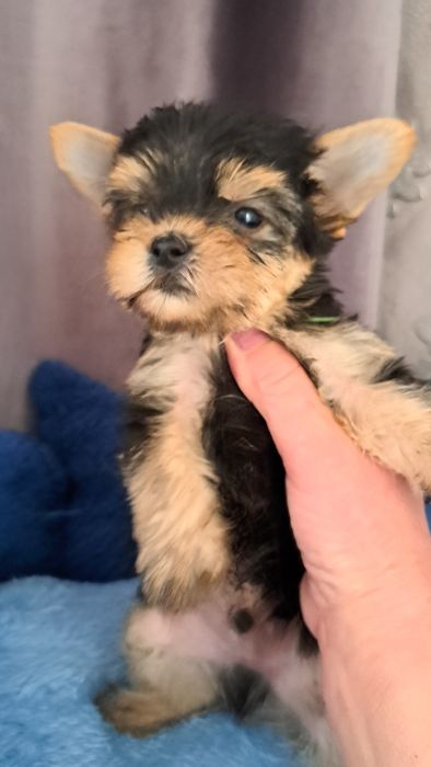 Продаю клубных щенков йорков