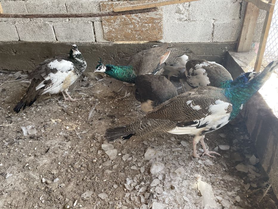 Павлин сатылады