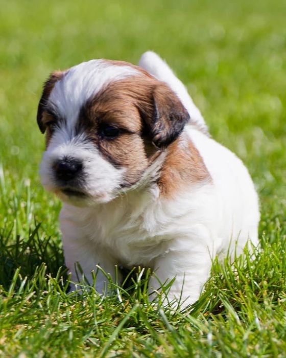 Bichon havanez fetita