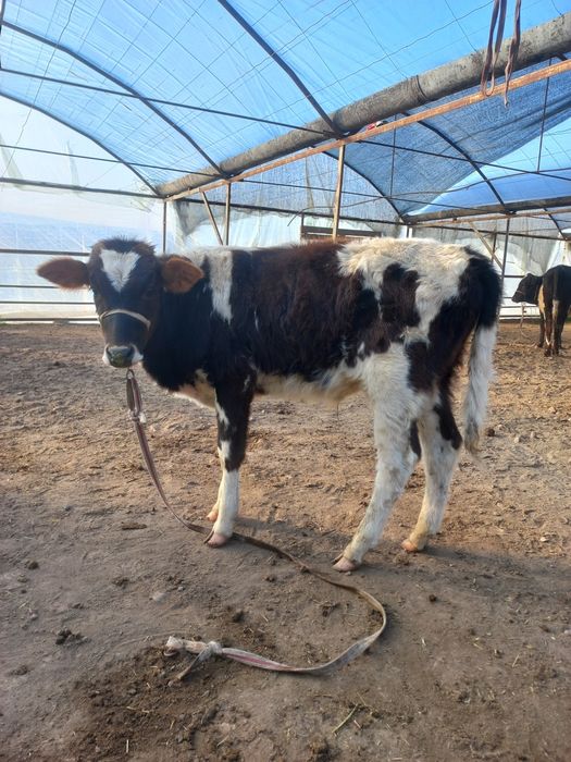 Бузок новос сотилади