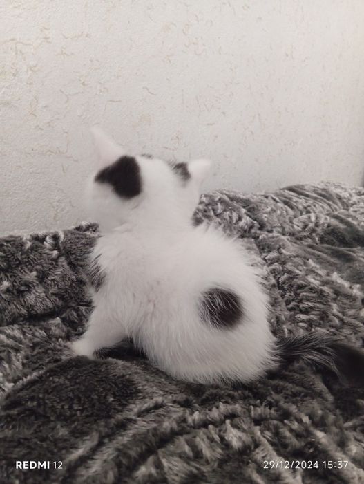 Skotsh Fold 1,5oylik