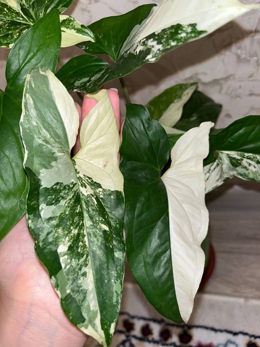 Сингониум империал уайт