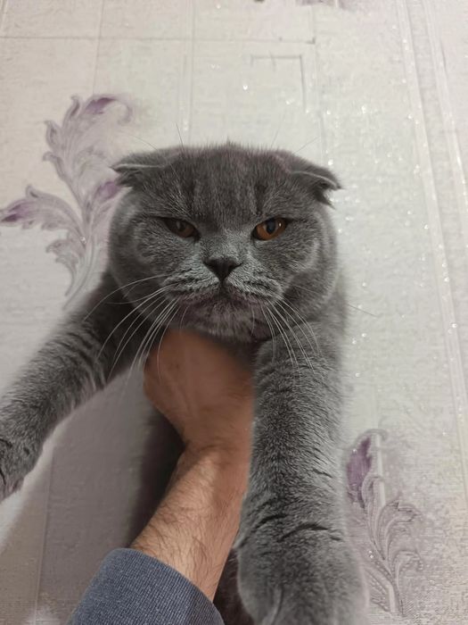 Skotish fold шотландский скоттиш фолд мальчик