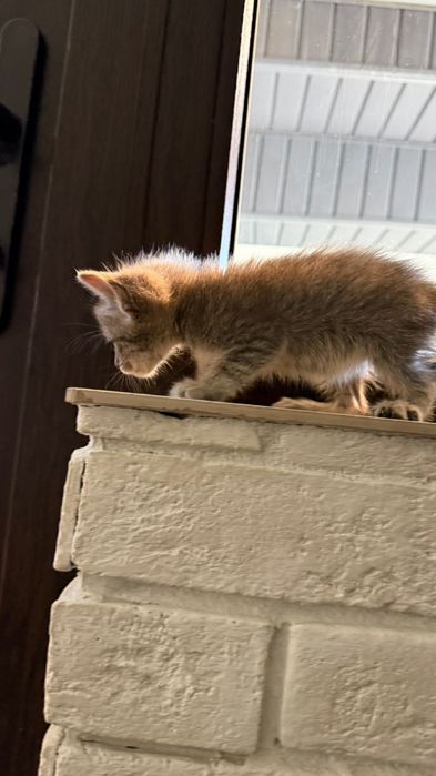 Котенок в добрые руки