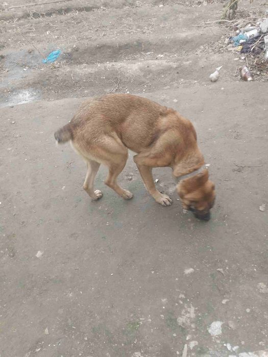 Алабай сотилади бир ярим еш.