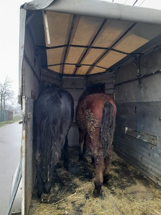 Vând cal  bun cuminte