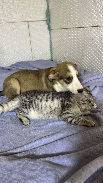 Ищу дом замечательным щенкам