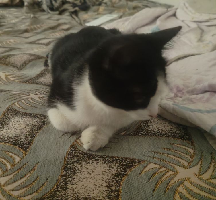Кот ищет дом, ласковый, к лотку приучен