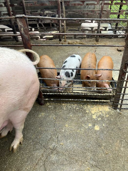 Прасенца за продан