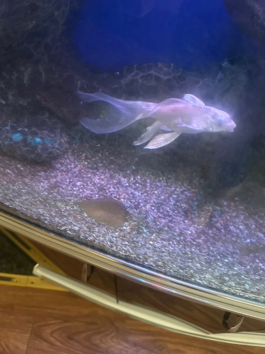 Аквариум с тумбой и рыбками