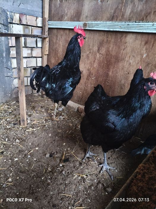 Yosh qora shaxzoda oila sotiladi