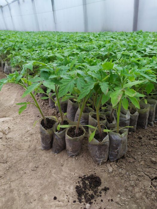 Biogumus Oliy Sifatli