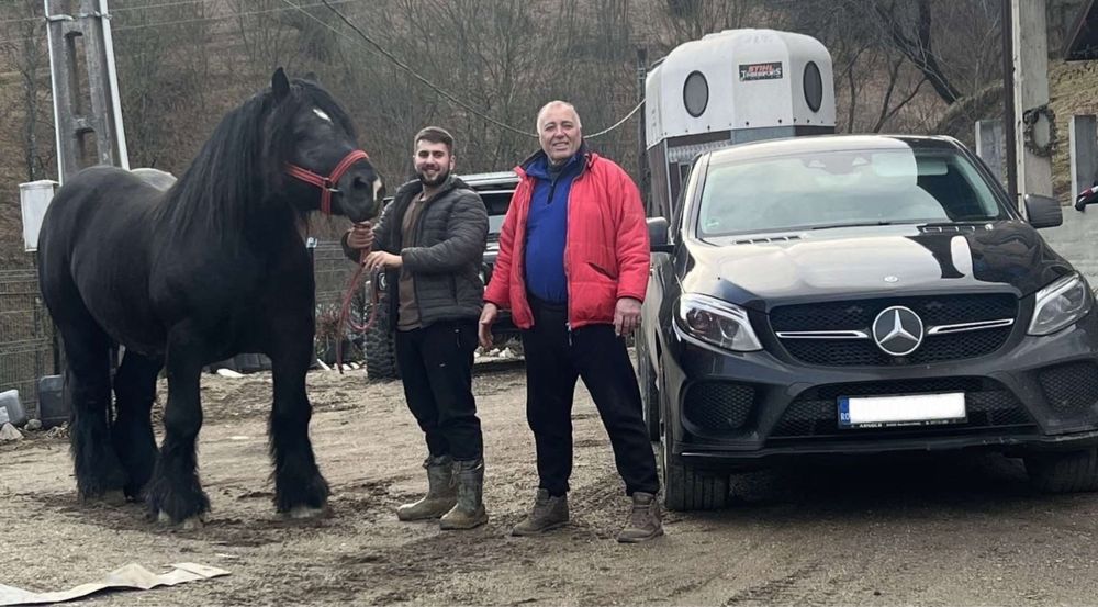 Mânz și mânză frați de tată Ardenez !