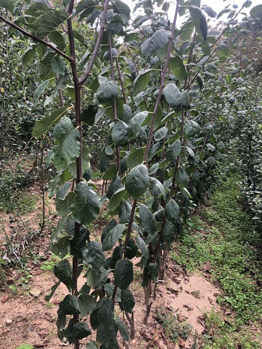 Pomii fructiferi  PRoducator