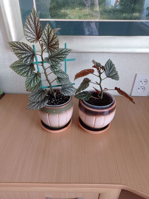 Бегония декоративно- лиственная