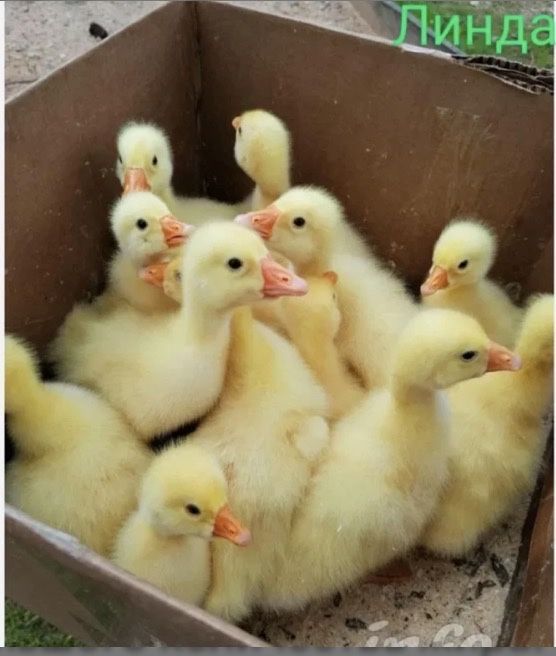 Продам гусят суточных