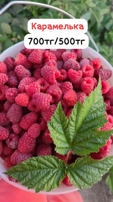 Саженцы малины ремонтантных сортов