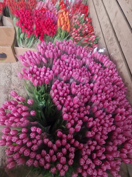 Тюльпаны крупные отборные оптом