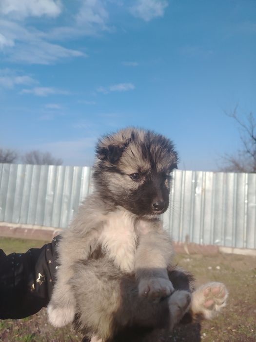 Cățeluș spre adopție