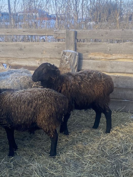 Қошққар саттам 1- жылдық