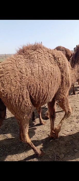 Түйе, тайлақ,бура,үлөк