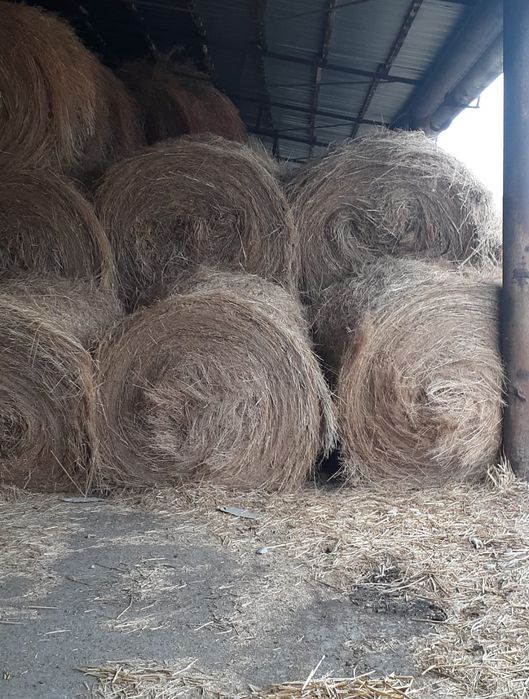 Продам сено клевер с разнотравием