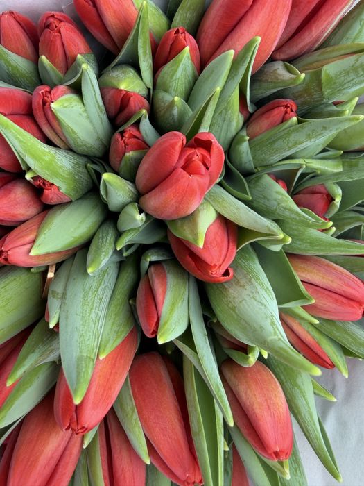 Большие красивые тюльпаны