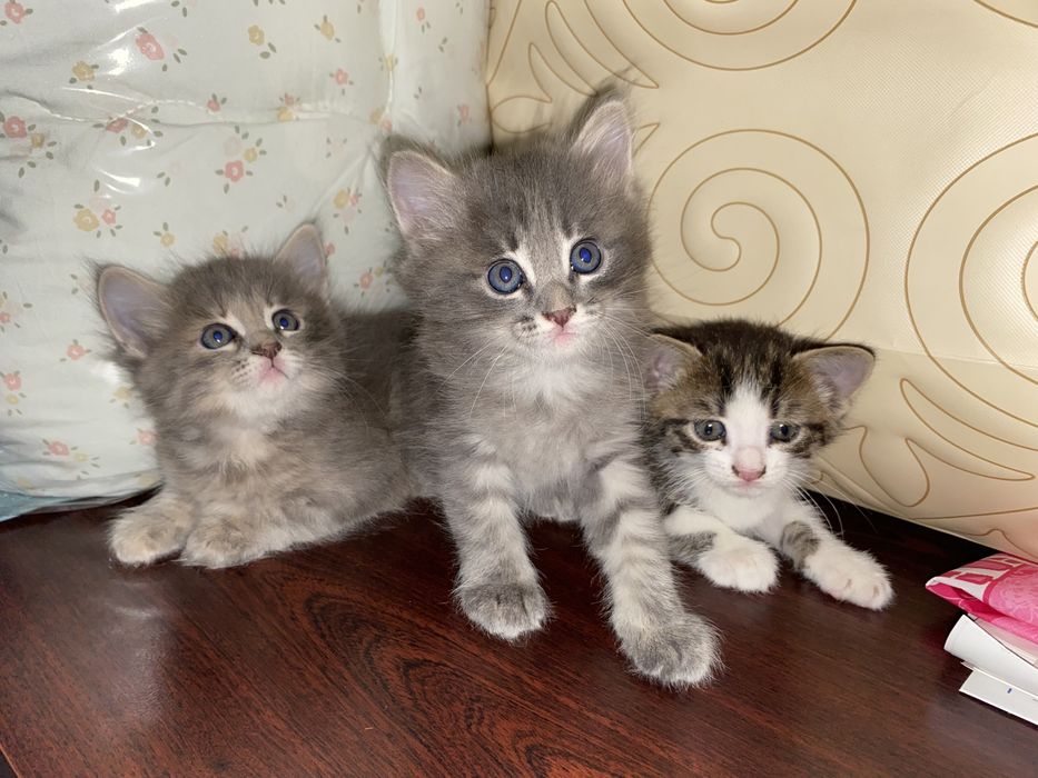 Отдам в добрые руки котенка