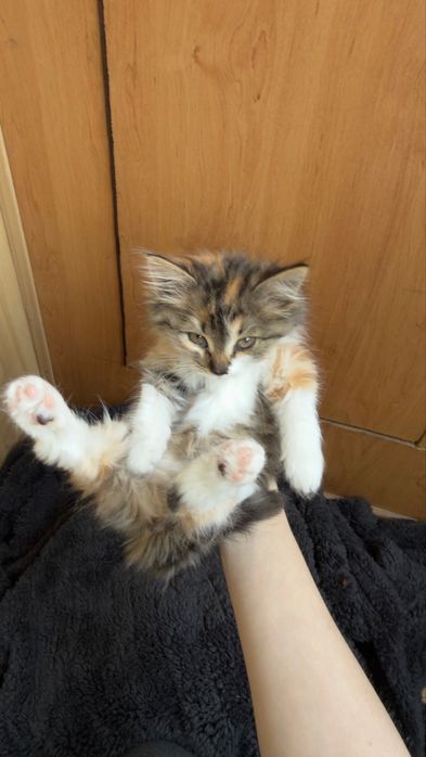 котенок бесплатно