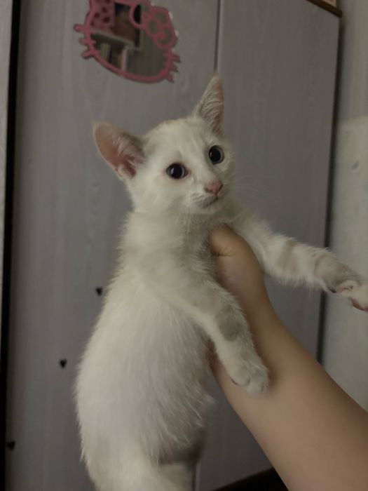 Котёнок девочка  в добрые руки