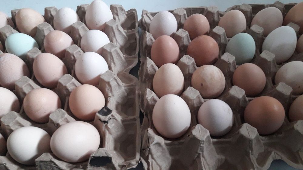 Яйцо инкубационое