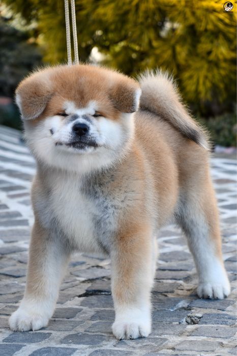 Akita Inu mascul