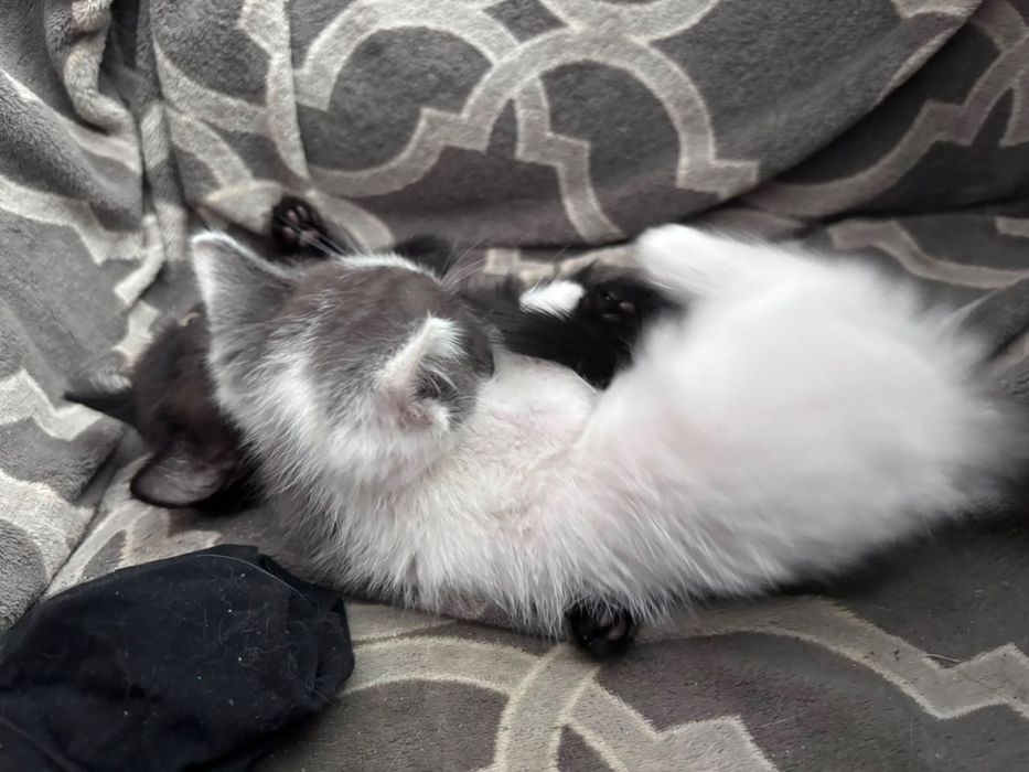 Отдаю котят бесплатно