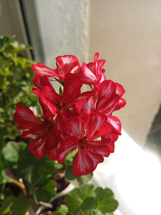 Плющелистная sweet Candi