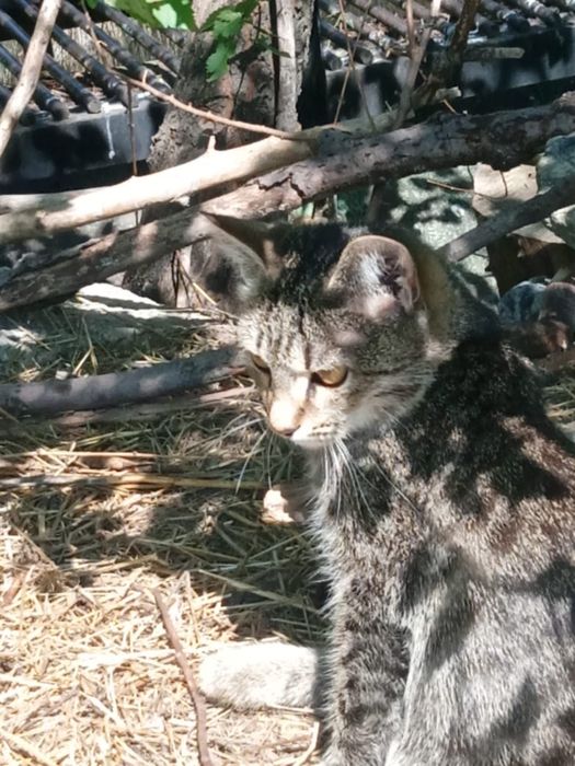 Котята ищут дом