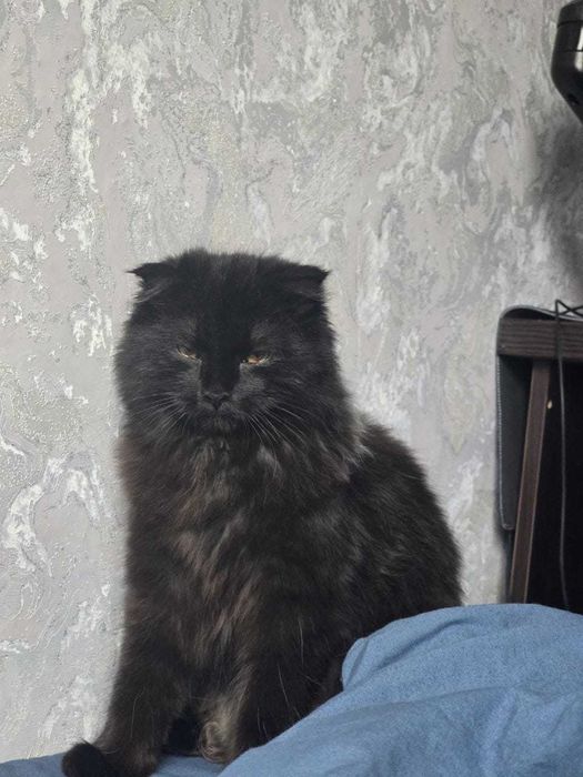 Отдадим кошечку в хорошие руки!