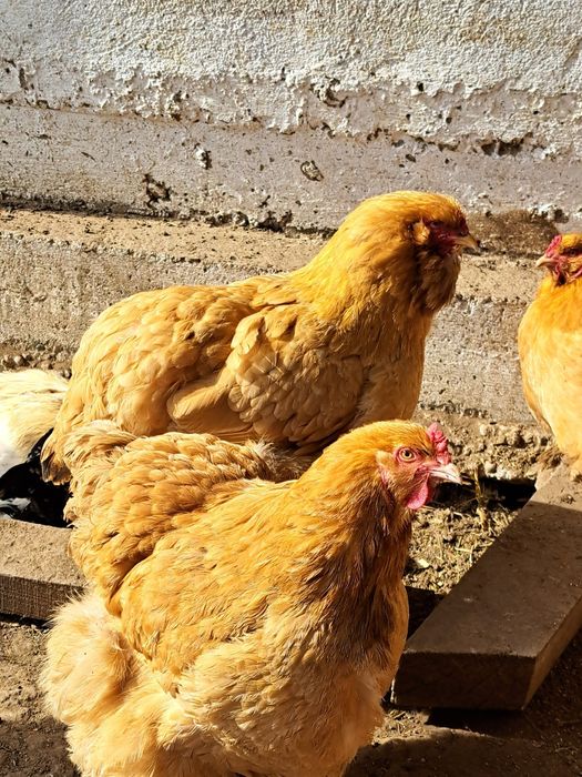 Ouă pentru incubație de găini încălțațe bărboase și cu gâtul gol