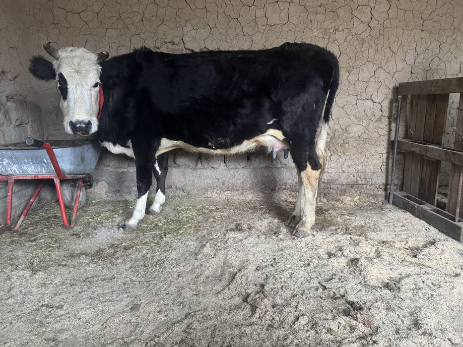 Бұзаулы сиыр 3 тума