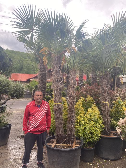 Vand palmier 2 trunchiuri