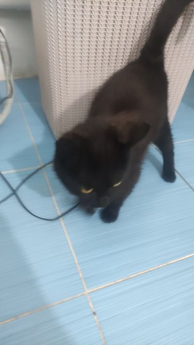 Отдам котят месяц