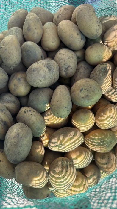 Семенная картошка