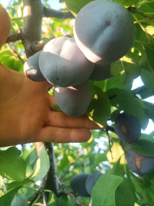 Prune Stanley, record,