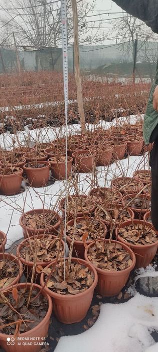 ГОЛУБИКА кучатларига акция бошланди факкат оптом нархларда шошилингла