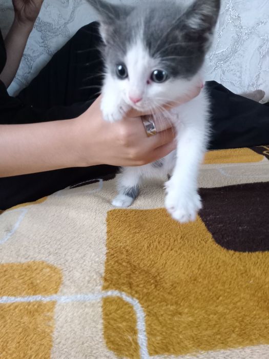 Бесплатно котёнок