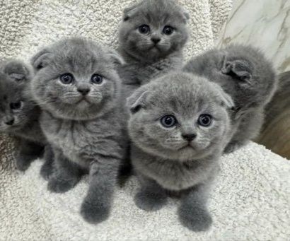 Вислоухие Шотландские котята