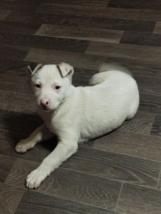 Щенок в добрые руки!